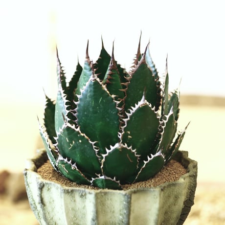 アガベ ホリダ / Agave horrida   no. 52129