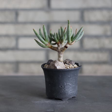 Aloe ramosissima × N/OH (3号)  no.524/22