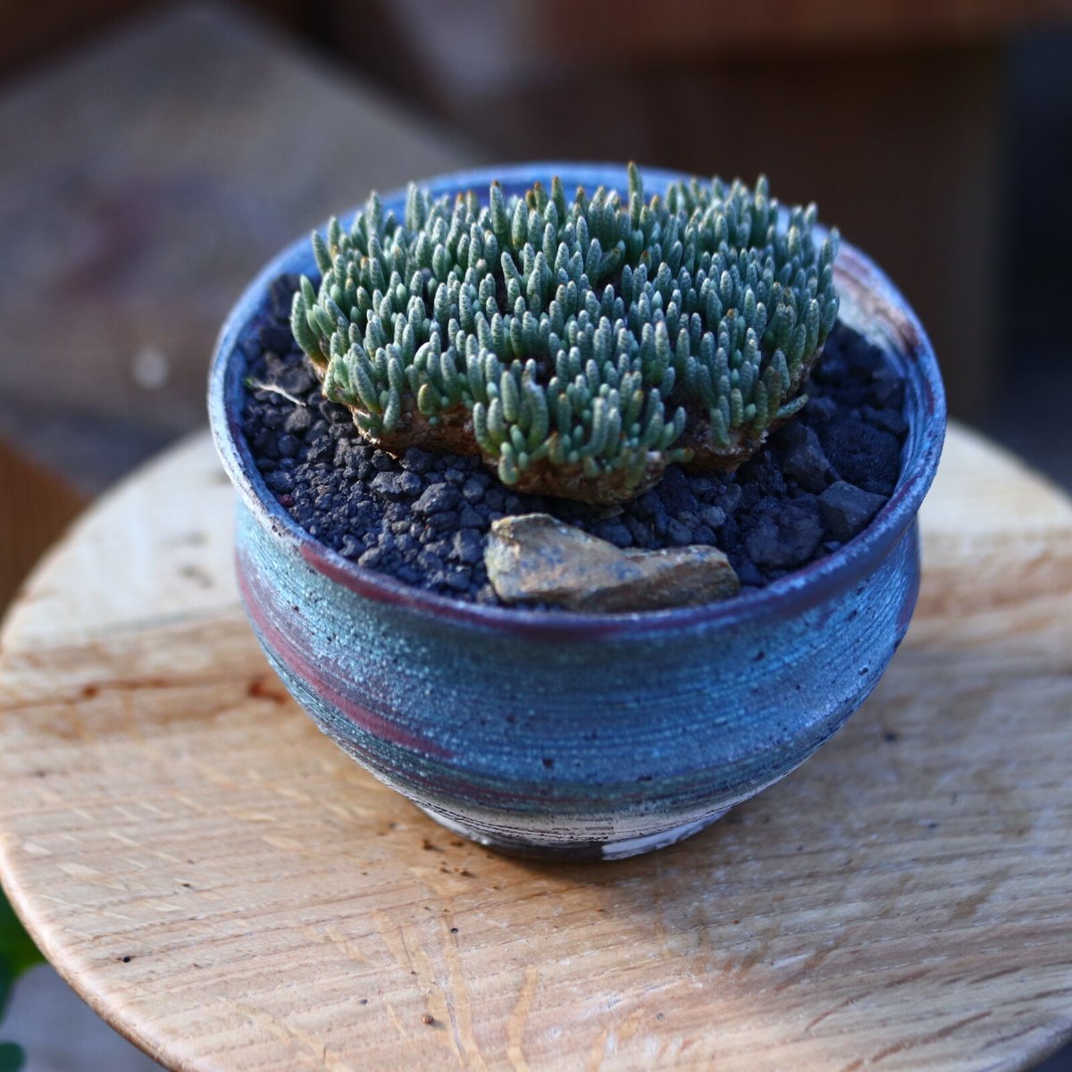 アボニア クイナリア アルストニー 赤花／Avonia quinaria ssp.
