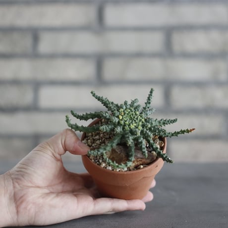 Euphorbia gorgonis (ゴルゴニス) / T.W. × YAMABACHI (3号) no.329/19