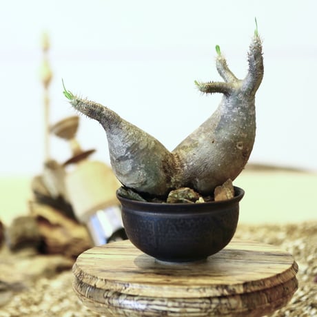 パキポディウム  グラキリス / Pachypodium  gracilius   no.52109