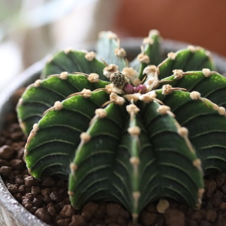 Gymnocalycium friedrichii LB2178 × たけろうポット   no.51204