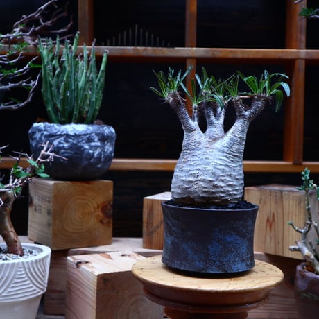 パキポディウム  グラキリス／Pachypodium  gracilius       no.52324