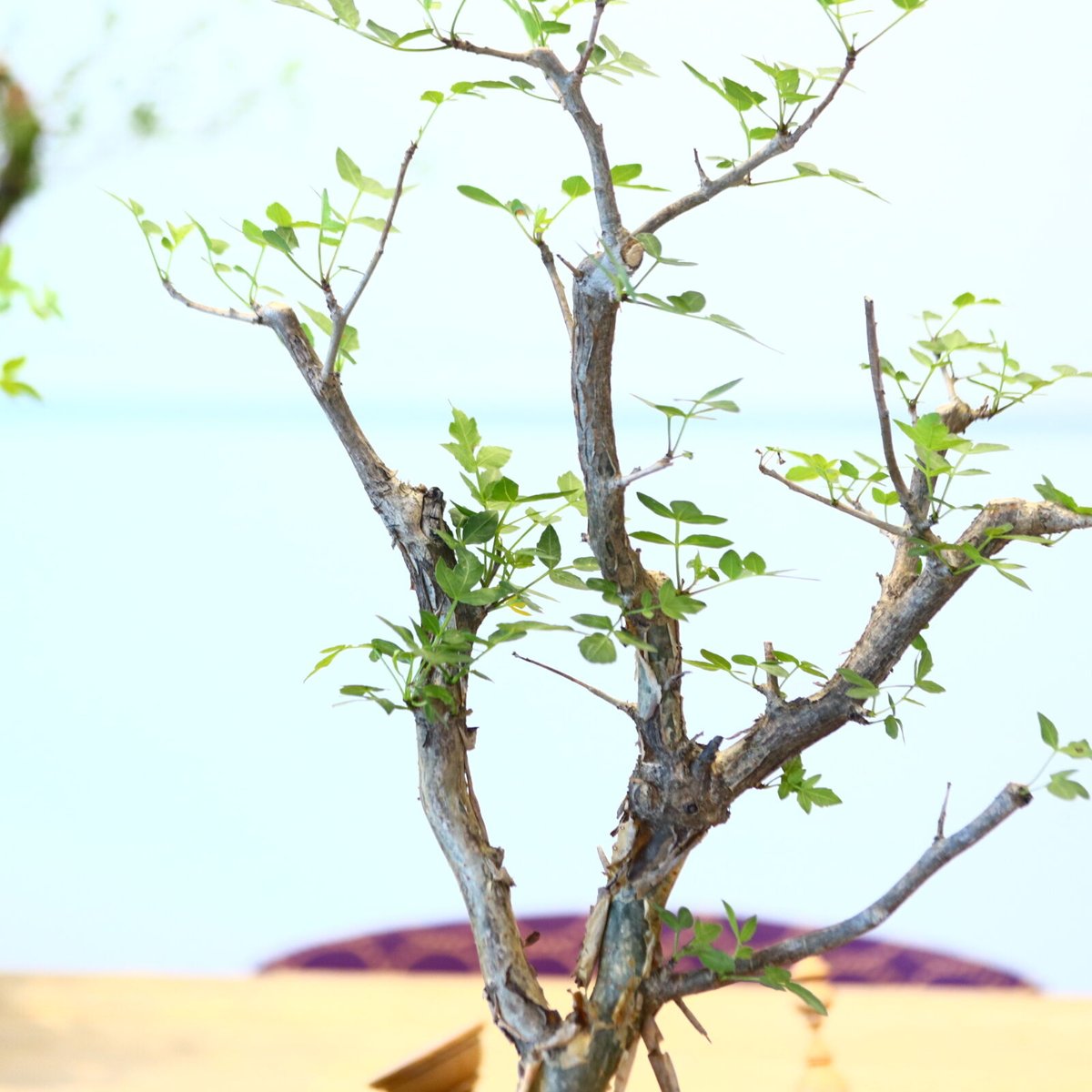 ブルセラ ファガロイデス / Bursera fagaroides no.62515 | ブルセラ ファガロイデス / Bursera fagaroides no.62515 |