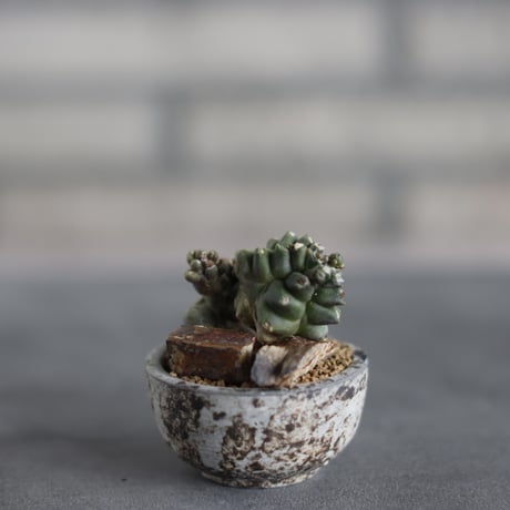 Gymnocalyium cv. Transformer × takero pot (2号)  no.419/79