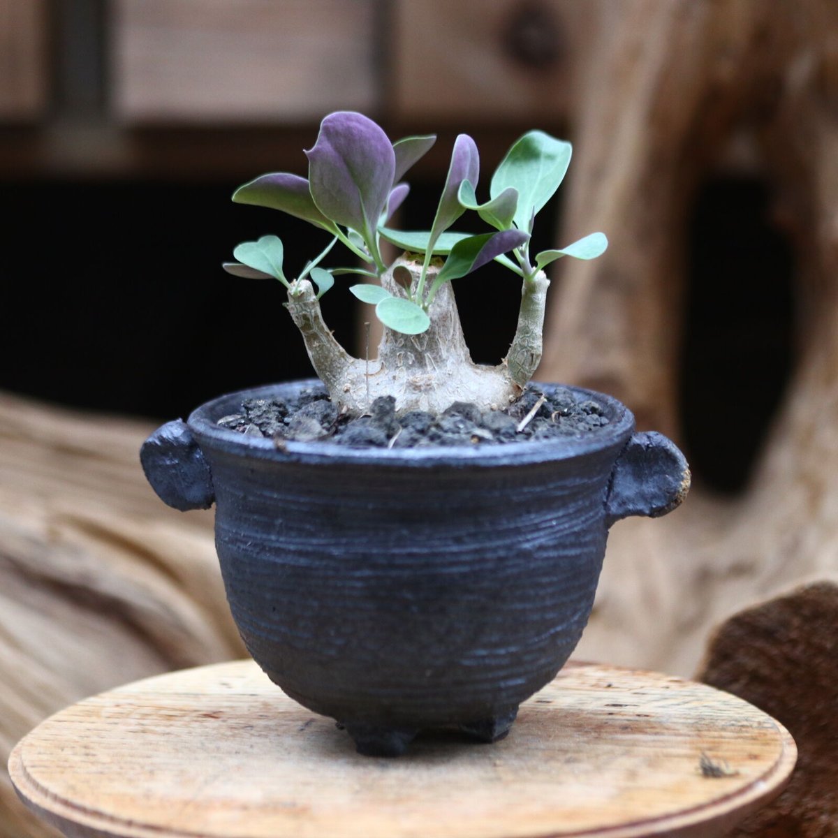 オトンナ ユーフォルビオイデス トリプリネルビア スティンコフ 14本セット オトンナ ユーフォルビオイデス H.Y.Bオリジナルポット | hanayoshi