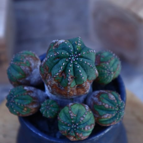 ユーフォルビア  オベサ hyb. ／Euphorbia obesa  hyb.   no.62014