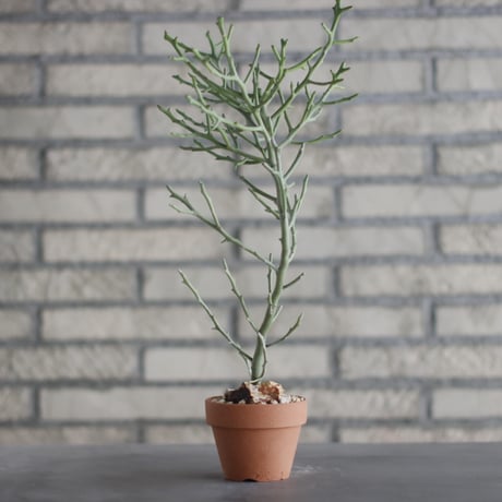 Euphorbia arahaka (アラハカ)/ Madagascar / T.W. × YAMABACHI (3号) no.329/44
