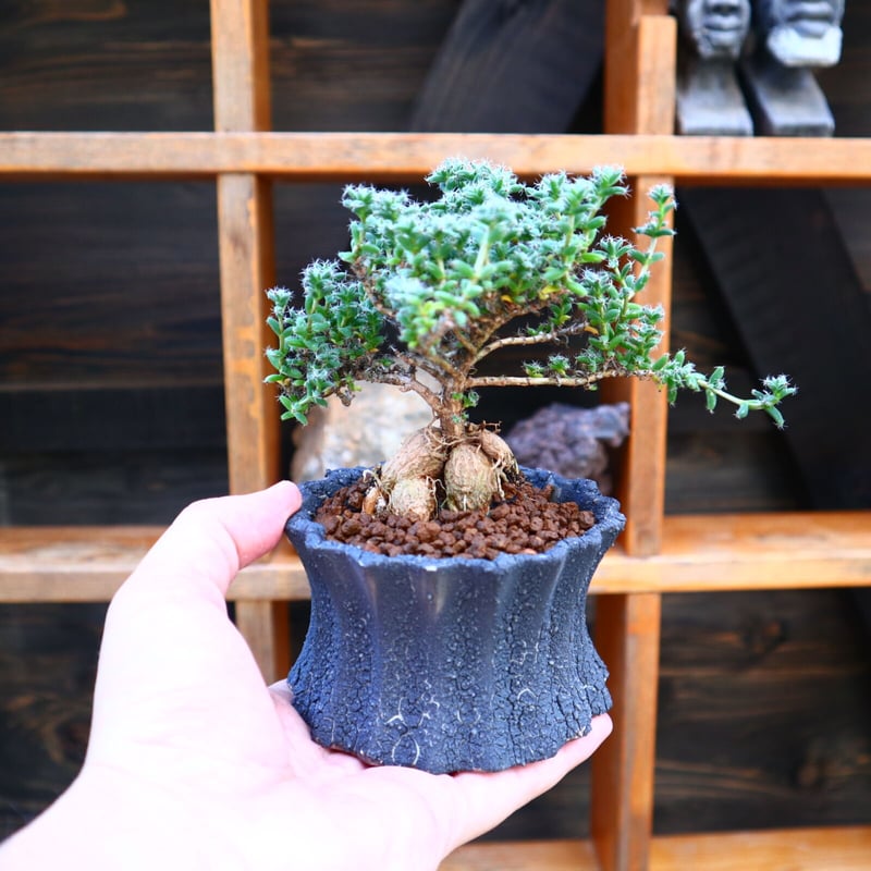 トリコディアデマ ブルボスム 姫紅小松／Trichodiadema bulbosum no