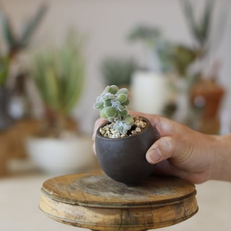 ECHEVERIA PULVINATA FROSTY × takero pot (2号)  no.1214/43