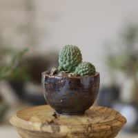 【イベント限定販売】たけろうぽっと　ちぎり　シロサビ➕ミドリ たけろうポット / 大鉢 / シロサビ+ミドリ【イベント限定鉢】no.814