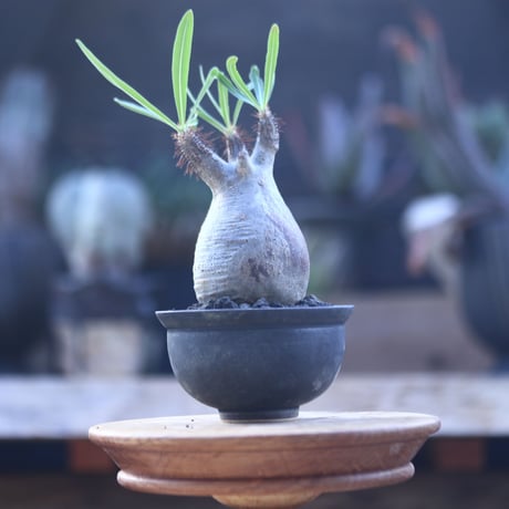パキポディウム  グラキリス   Pachypodium  gracilius       no.22823