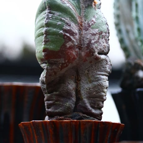 アストロフィツム  ランポー玉 ／Astrophytum myriostigma　no.121258
