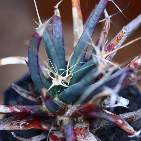 レウクテンベルギア  晃山／Leuchtenbergia principis  no.22025