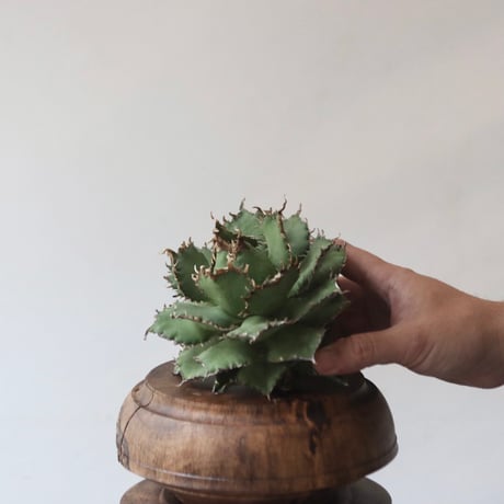U.S. filigree (Agave titanota filigree) / Style of Chika　no.1227-52