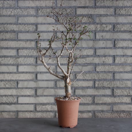 Bursera fagaroides × N/OH (4.5号)  no.510/7