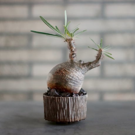 Pachypodium gracilius × takero pot (3号)  no.1011-21