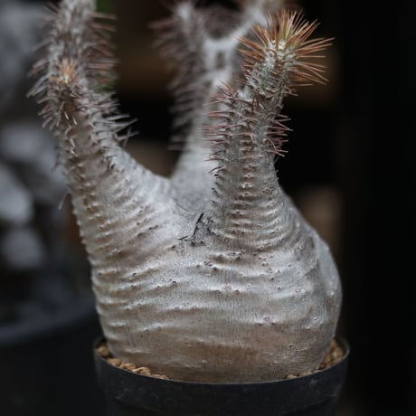 パキポディウム  グラキリス／Pachypodium  gracilius  no.11505