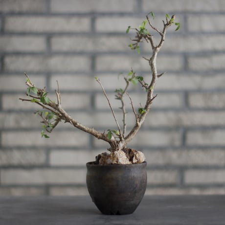 Bursera fagaroides ×Taku Higuchi / PLANETX (3.5号)  no.706-24
