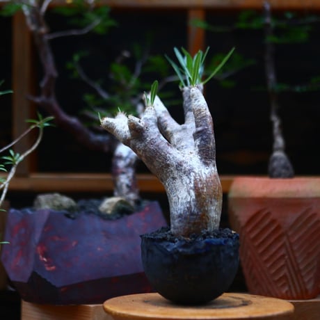 パキポディウム  イノピナツム／Pachypodium Inopinatum   no.101046