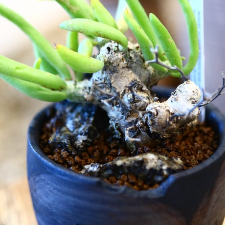 Tylecodon reticulate × N/OH  no.12123