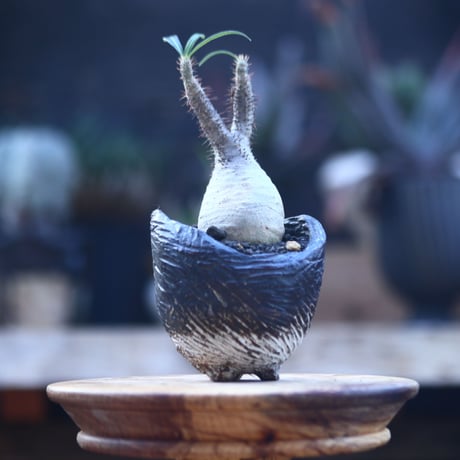 パキポディウム  グラキリス   Pachypodium  gracilius       no.22826