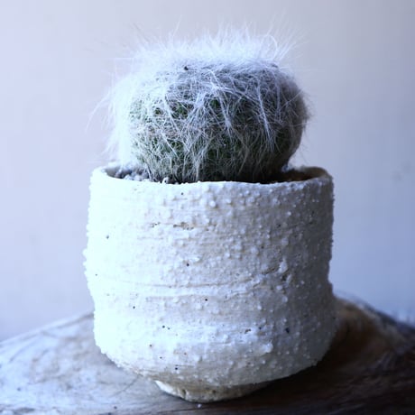 マミラリア　玉翁　Mammillaria hahniana  no.11929