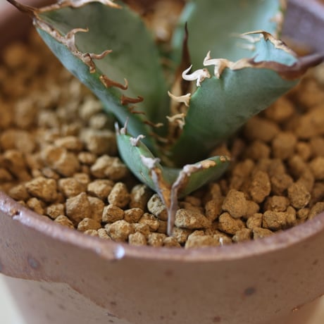 Agave titanota "ashura" × YAMABACHI var. 六本芽  no.124-38