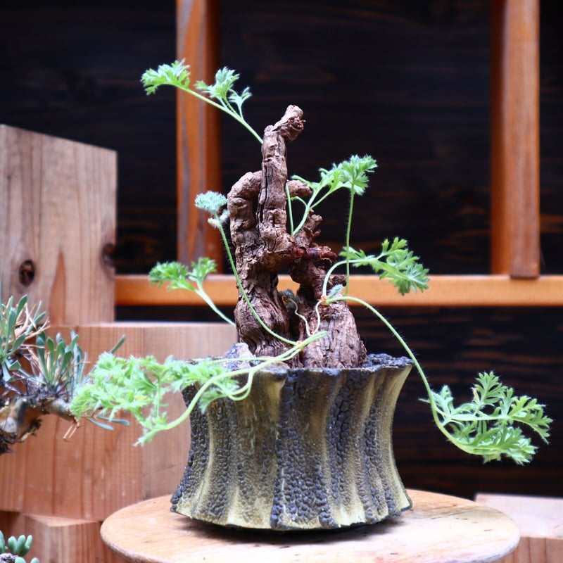 大型 Pelargonium triste ペラルゴニウム トリステ 鉢付発送 ペラルゴニウム トリステ 鉢付発送 Pelargonium triste ペラルゴニウム