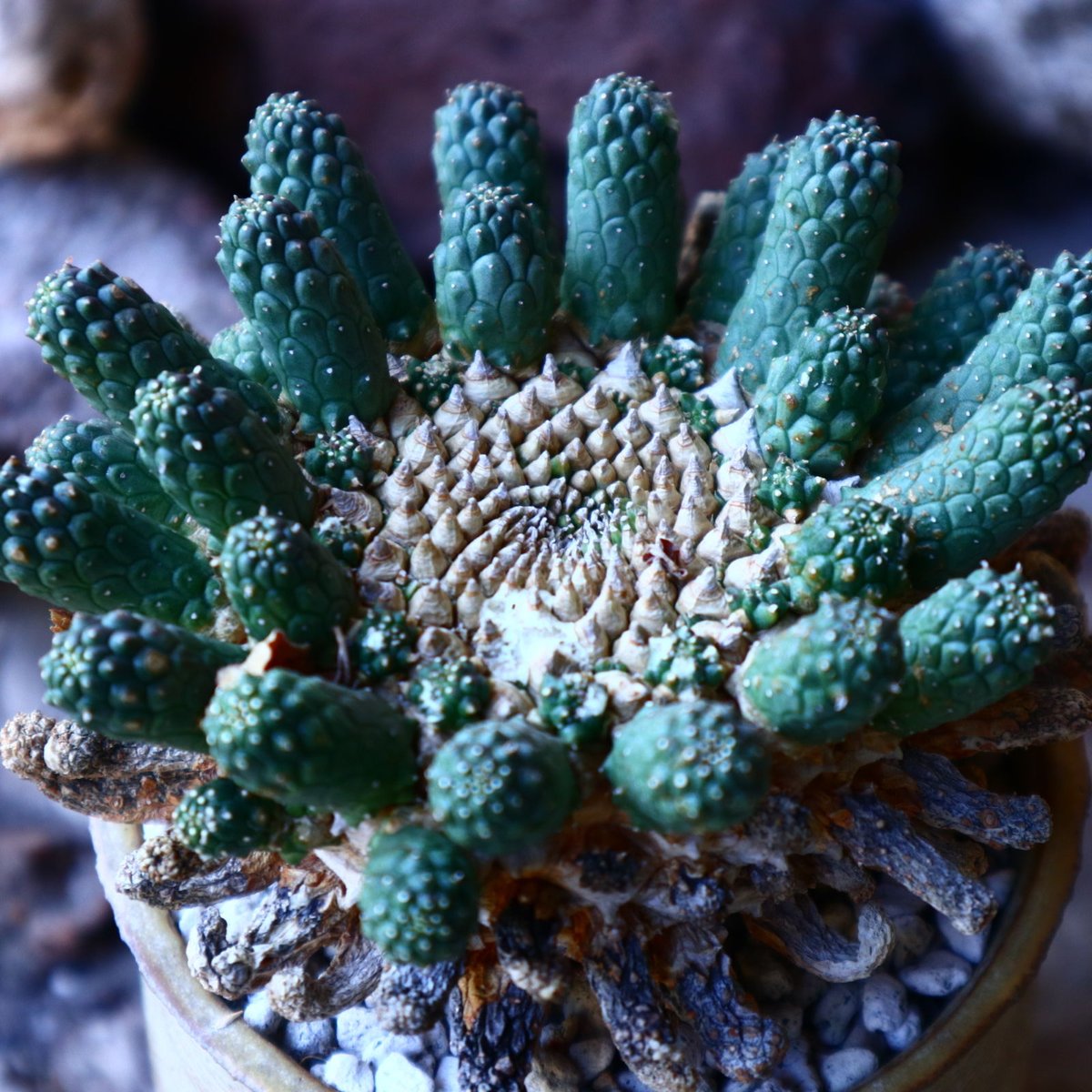 ユーフォルビア エスクレンタ Euphorbia esculenta no.32209