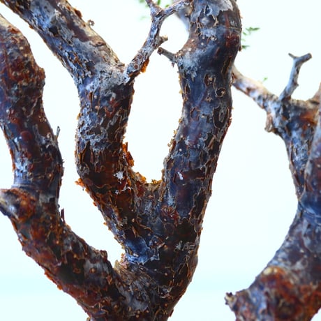 コミフォラ モンストローサ / Commiphora monstrosa   no.62501