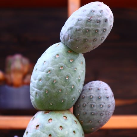 テフロカクタス  ゲオメトリクス／Tephrocactus geometricus   no.60524