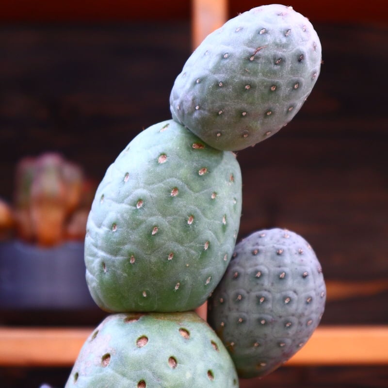 テフロカクタス ゲオメトリクス／Tephrocactus geometricus no.