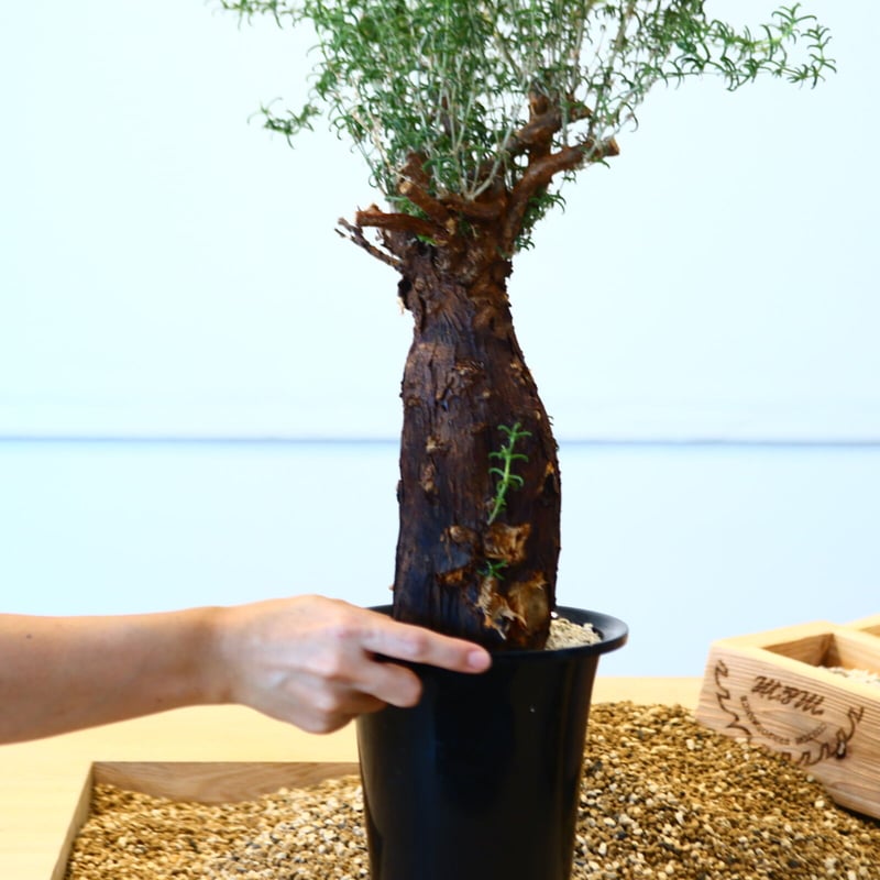 メストクレマ アルボリフォルメ / Mestoklema arboriforme no.80