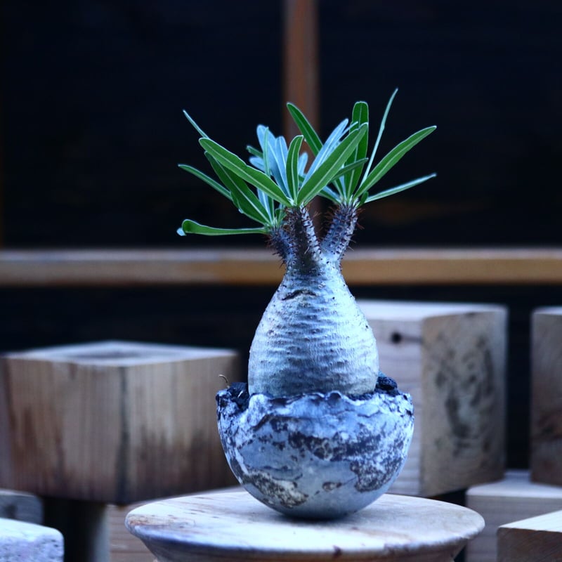 パキポディウム グラキリス ／Pachypodium gracilius no.1