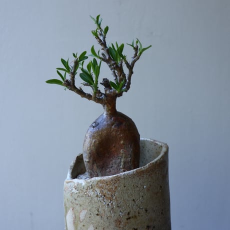 パキポディウム ビスピノーサム    Pachypodium bispinosum   no.51933