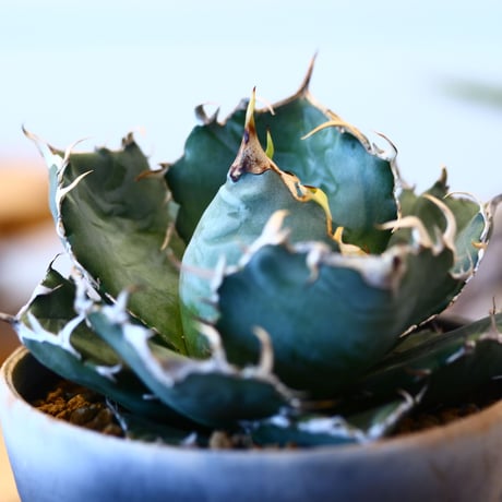 【9/9入荷未発根未活着ベアルート植込み】 Agave titanota White Whale   no.91773