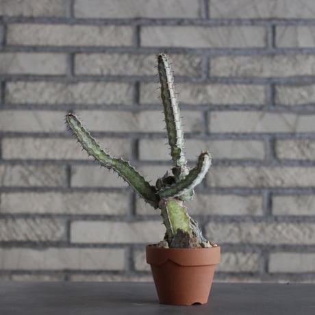Euphorbia quadrangularis × YAMABACHI (3号)  no.607/41