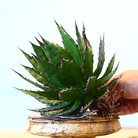 Agave horrida / Style of Chika   no.1015/29