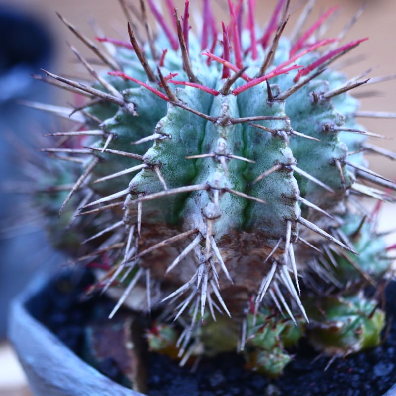 ユーフォルビア　ホリダ ユーフォルビア 長棘ホリダ no.32115 | 芽の巣山