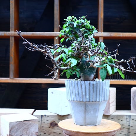 エミニー | STORES