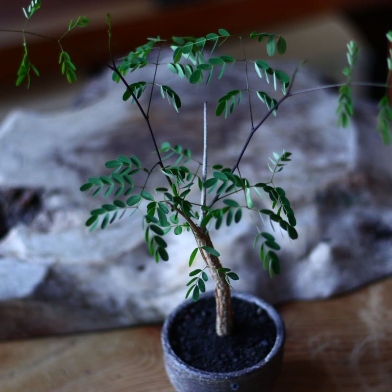 デロニクス デカリー Delonix Decaryi no.70508 | 芽の巣山