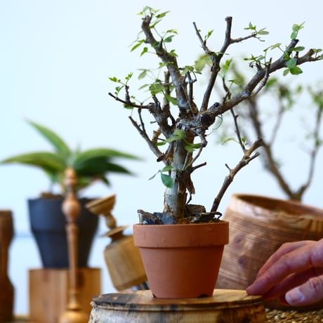 Bursera fagaroides × YAMABACHI   no.92425
