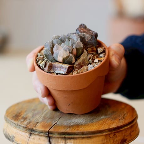 Haworthia 銀オブツーサ × YAMABACHI (3号)  no.1214/36