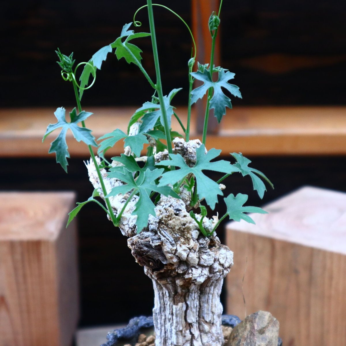 コラロカルプス　sp isla del pescado - Corallocarpus bainesii-コラロカルプス・バイネシー