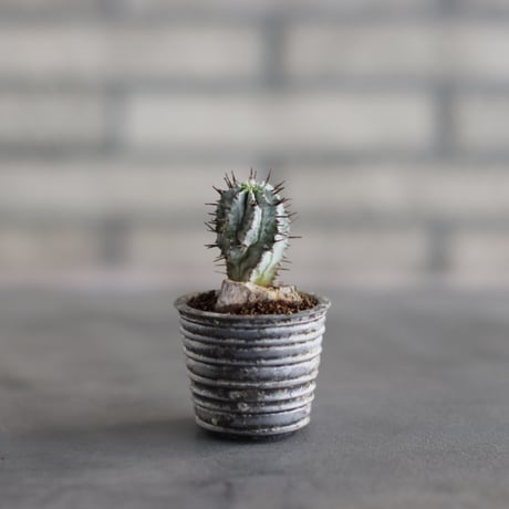 Euphorbia horrida × takero pot (2号)  no.823-29