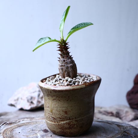 パキポディウム  ウィンゾリー   Pachypodium baronii var. windsori    no.102742