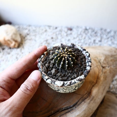 ギムノカリキウム   フィードリッフィーLB2178  Gymnocalycium friedrichii    no.40714