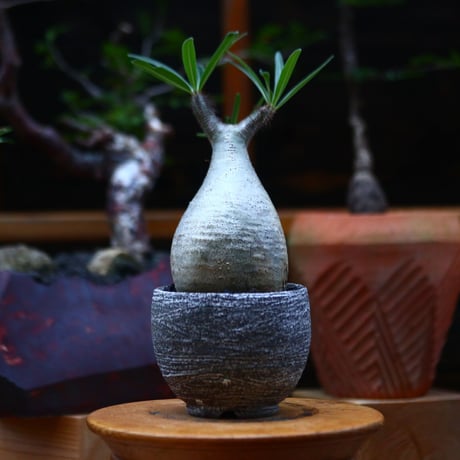 パキポディウム  グラキリス ／Pachypodium  gracilius     no.101037