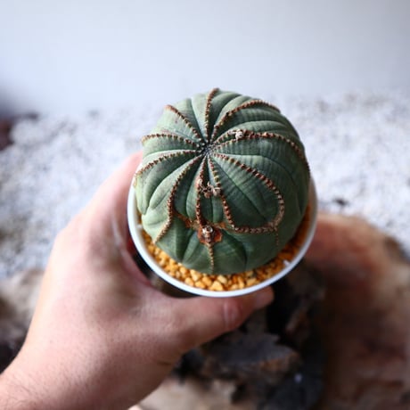 ユーフォルビア  オベサ  Euphorbia obesa  no.102808